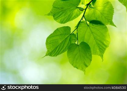 natural green background with selective focus