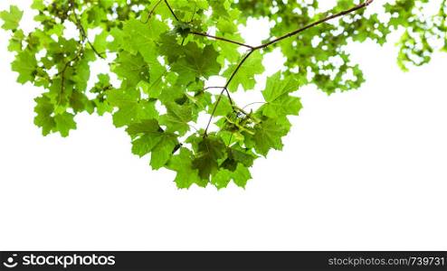 natural green branch of field maple tree isolated on white background