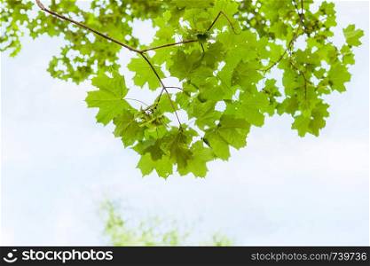 natural green branch of field maple tree with blue sky background