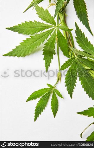 Natural green cannabis leaves on a light gray background with copy space. Concept use of cannabis for medical puposes.. Sprig of natural marijuana leaves.