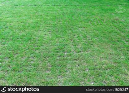 Natural green grass texture background. Green lawn for golf or football field backgrounds.