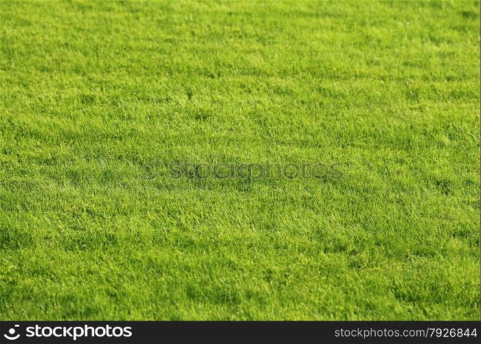 Natural green lawn background