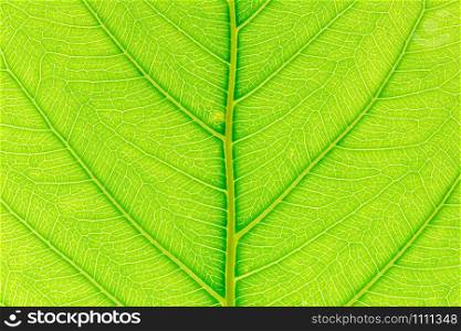Natural green leaf background with light behind for graphic design.