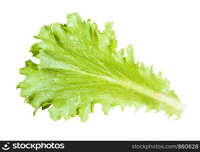 natural green leaf of leaf lettuce isolated on white background
