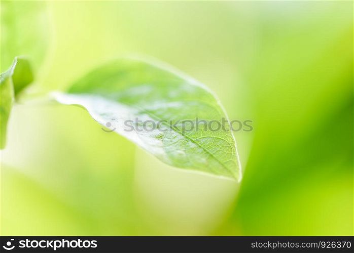 Natural green leaf on blurred sunlight background in garden ecology fresh leaves tree close up beautiful plant in the nature forest