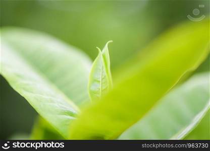 Natural green leaf on blurred sunlight background in garden ecology fresh leaves tree close up beautiful plant in the nature forest