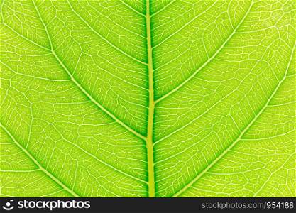Natural green leaf pattern texture background with light behind for website template, spring beauty, environment and ecology design.