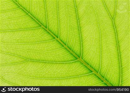 Natural green leaf pattern texture background with light behind for website template, spring beauty, environment and ecology design.