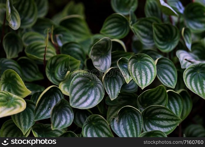 Natural Green leaves pattern background and wallpaper