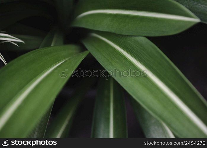 Natural green leaves pattern background, Close up leaf beautiful in the tropical forest plant jungle 