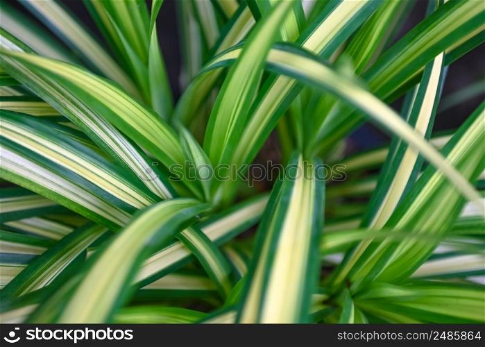 Natural green leaves pattern background, Close up leaf beautiful in the tropical forest plant jungle