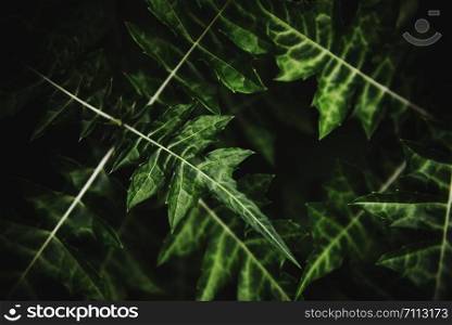 Natural green leaves pattern background dark / Leaf beautiful in the tropical forest plant jungle for wallpaper