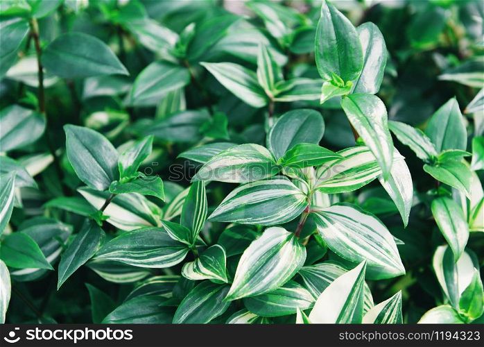 Natural green leaves pattern background / Leaf beautiful in the tropical forest plant jungle