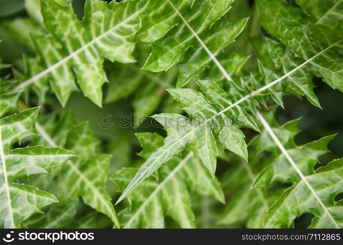 Natural green leaves pattern background / Leaf beautiful in the tropical forest plant jungle for wallpaper