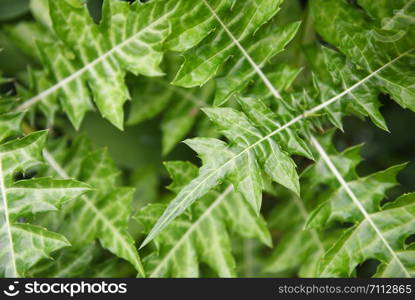 Natural green leaves pattern background / Leaf beautiful in the tropical forest plant jungle for wallpaper