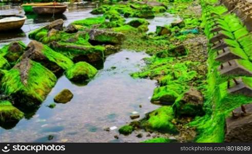 Natural green moss at beach rock with blue sea at Ly Son island, vietnam
