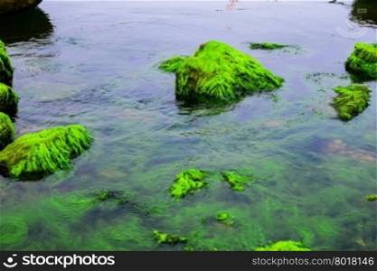 Natural green moss at beach rock with blue sea at Ly Son island, vietnam