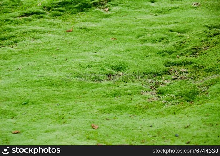 Natural green moss background. Natural green moss background in a japanese forest