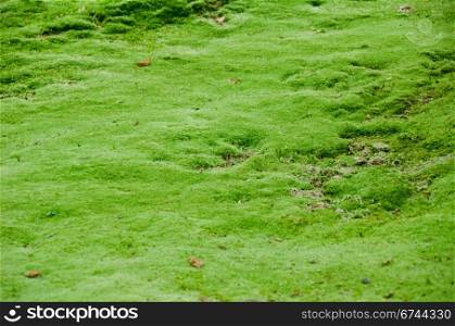Natural green moss background. Natural green moss background in a japanese forest