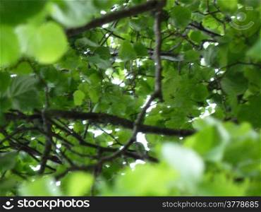 Natural green. Natural green background of leaves on a tree