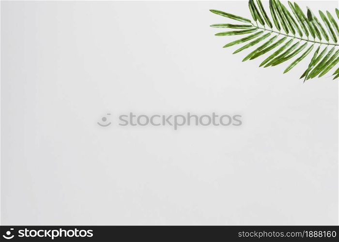 natural green palm leaves on the corner of the white background. Resolution and high quality beautiful photo. natural green palm leaves on the corner of the white background. High quality and resolution beautiful photo concept