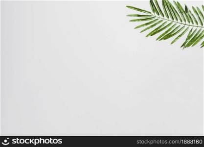 natural green palm leaves on the corner of the white background. Resolution and high quality beautiful photo. natural green palm leaves on the corner of the white background. High quality and resolution beautiful photo concept