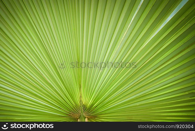 Natural green patterns / big green palm tree leaf texture on natural and sunlight background