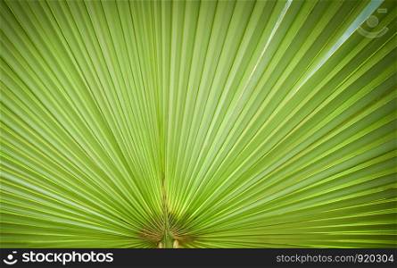 Natural green patterns / big green palm tree leaf texture on natural and sunlight background