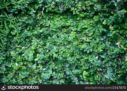Natural green plant wall or small leaf green leaves texture background