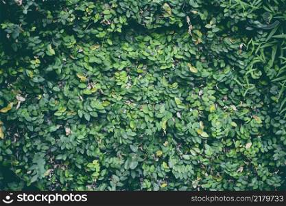 Natural green plant wall or small leaf green leaves texture background