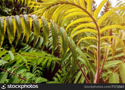 Natural green young ostrich fern or shuttlecock fern leaves. Natural green young ostrich fern or shuttlecock fern leaves.