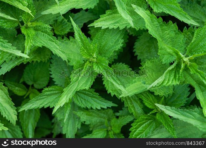 Natural herbal medicine background - bunch of common nettle (Urtica dioica) in close-up