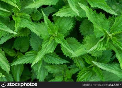 Natural herbal medicine background - bunch of common nettle (Urtica dioica) in close-up