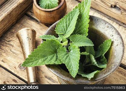 Natural herbs medicine.Lemon balm leaves or melissa. Melissa leaf or lemon balm