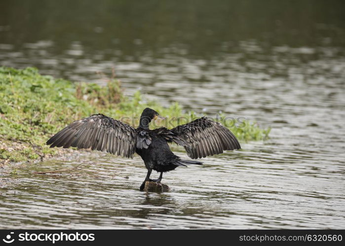 Natural image of Cormorant Phalacrocoracidae spreading wings in sun on river bank