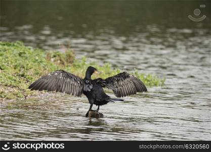 Natural image of Cormorant Phalacrocoracidae spreading wings in sun on river bank