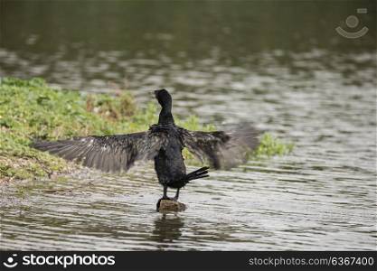 Natural image of Cormorant Phalacrocoracidae spreading wings in sun on river bank
