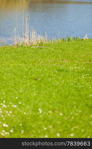 Natural landscape. Green grassy shore of the lake or river.