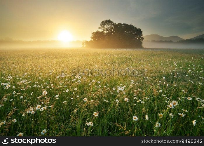 Natural landscape of camomole in mountain meadow during the sunrise.