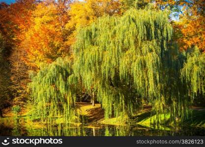 Natural landscape. View from shore of the lake or river of the weeping willow on the other side.