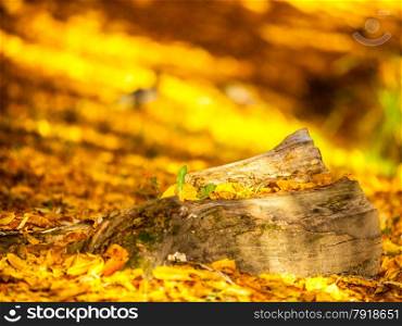 Natural landscape. View on old trunk and orange autumn fall leaves in city park