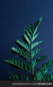 Natural layout made from fern leaves with spores on a blue background with space for text. Flat lay. Fern twig presented on a blue background with copy space. Natural background of green plant. Flat lay