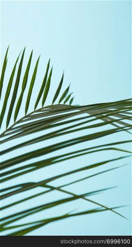 Natural layout of palm foliage on a blue background with space for text. Creative background. Pattern of green foliage of palm trees on a blue background with copy space. Natural layout