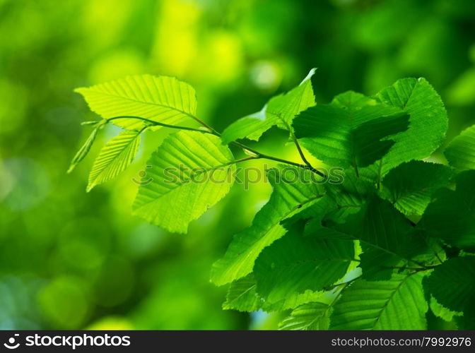 Natural Leaf Background