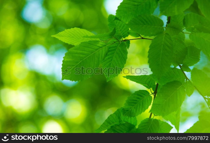 Natural Leaf Background