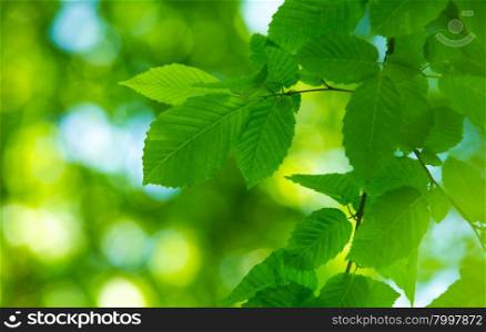 Natural Leaf Background
