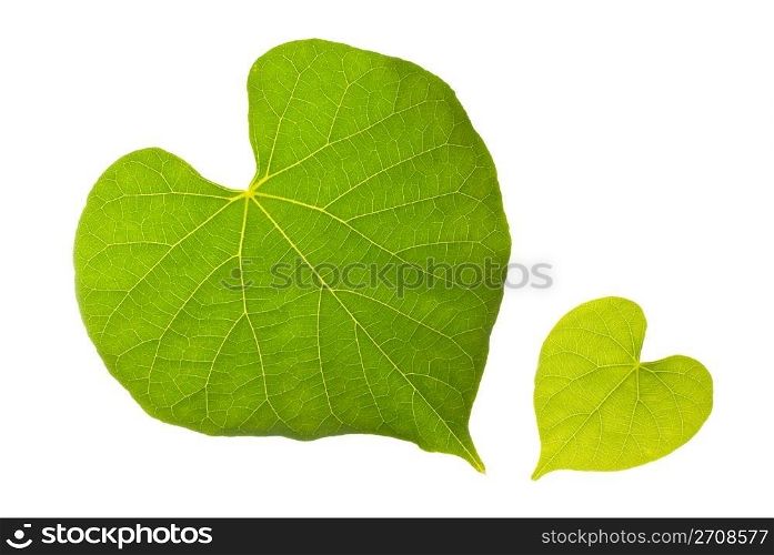 Natural leaf with lovely heart pattern, isolated on white background.