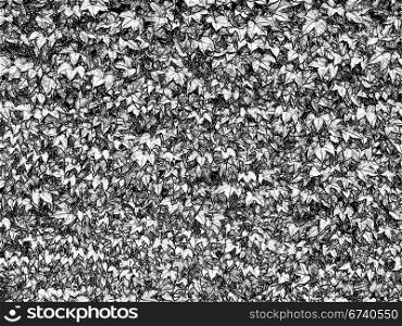 Natural Leaves in Black and White Wallpaper or Background