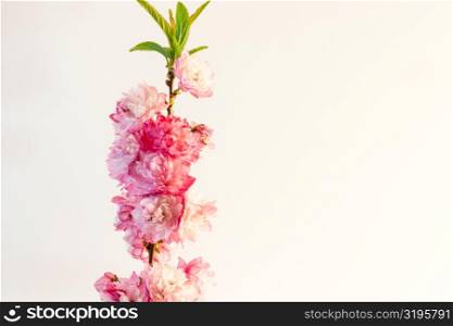 Natural little pink roses isolated on white background.