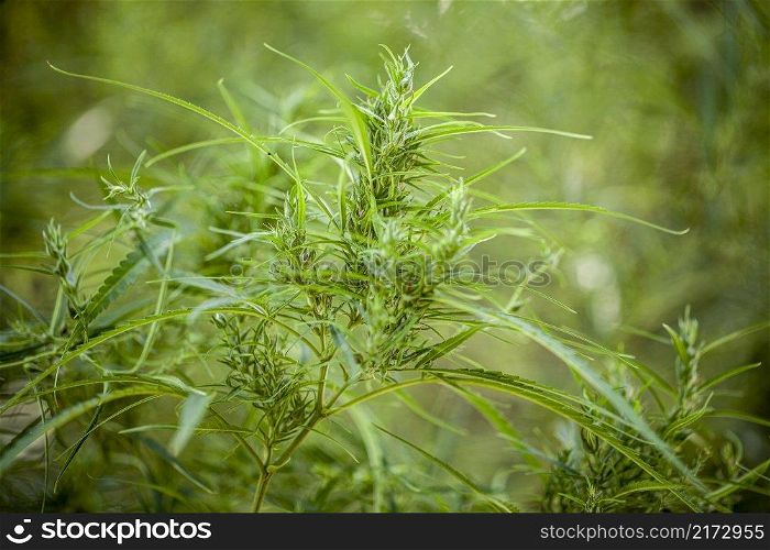 natural marijuana plant texture background, marihuana, cannabis, ganja, ganjha, hash, hashish, hemp, hempen, weed, grass